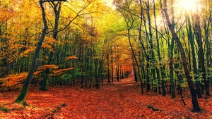 Forest, Fall, Autumn, Sunny day, Foliage, Sunlight, 4K wallpaper