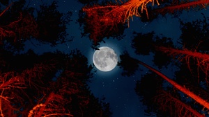 Full moon, Trees, Sky view, Night, Campfire, Outdoor, Woods, Dark, 4K wallpaper