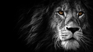 Lion, AMOLED, Wild, African, Predator, Black background, 4K wallpaper