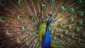 Peafowl, Beautiful, Green Feathers, Closeup, Bird, Colorful, 4K wallpaper