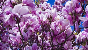 Magnolia flowers, Blossom, Pink, Beautiful flowers, Spring, 4K wallpaper