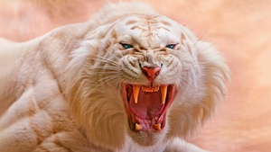 Roaring, White tiger, Blue eyes, Predator, Wild, 4K wallpaper