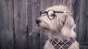 Dog, Funny, Glasses, Wooden background, Cute dog, 4K wallpaper
