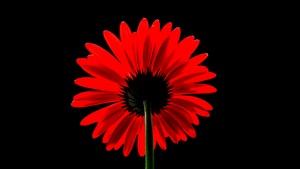 Red Gerbera Daisy, Red flower, Black background, Red Daisy, AMOLED, 4K wallpaper