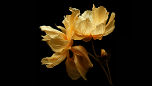 Yellow flowers, Digital render, Black background, Xiaomi, Stock, AMOLED, Digital flowers, 4K wallpaper