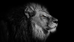 Lion, African, Black background, 4K wallpaper