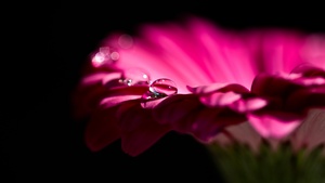 Pink Daisy, Gerbera Daisy, Dew Drops, Droplets, Black background, 4K wallpaper