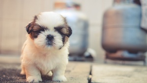 Cute puppies, Cute dog, Adorable, Fluffy dog, 4K wallpaper
