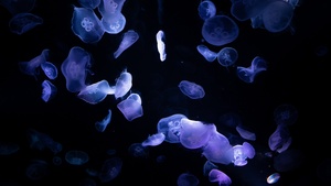 Jellyfishes, Underwater, Dark, Black background, Bioluminescence, 4K wallpaper