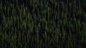 Pine trees, Forest, 4K wallpaper