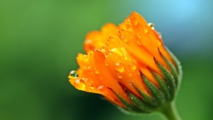 Marigold flower, Calendula, Blossom, Bokeh, Yellow flower, Dew Drops, Bloom, 4K wallpaper