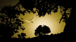 Dove, Flying bird, Sunset, Trees, Silhouette, Scenic, Evening, Dawn, 4K wallpaper