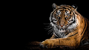 Bengal Tiger, AMOLED, Big cat, Predator, Black background, Closeup, 4K wallpaper