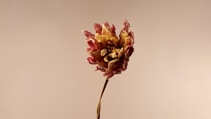 Dahlia flower, Minimalist, Xiaomi, Stock, Beige, 4K wallpaper