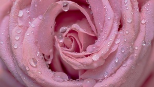Pink rose, Droplets, Closeup, Bloom, Baby pink, Blossom, 4K wallpaper