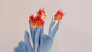 Red flowers, Aesthetic, Xiaomi, Stock, 4K wallpaper