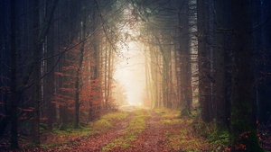 Autumn, Atmosphere, Forest, Light, Path, 4K wallpaper