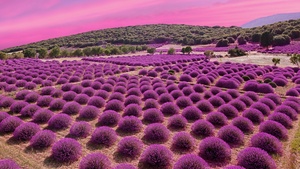 Lavender fields, Landscape, Pink sky, Garden, Blossom, 4K wallpaper