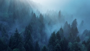 Forest, Sunlight, Morning fog, Blue, Ambiance, 4K wallpaper