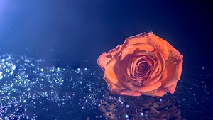 Orange Rose, Droplets, Blue background, 4K wallpaper