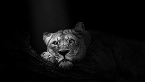 Lioness, African, Predator, Wild, Dark background, Monochrome, Black and White, 4K wallpaper