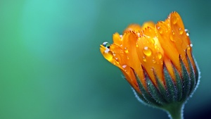 Marigold flower, Calendula, Blossom, Bokeh, Yellow flower, Dew Drops, Bloom, 4K wallpaper