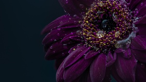 Gerbera flower, Purple Flower, Dark, Rain droplets, 4K wallpaper