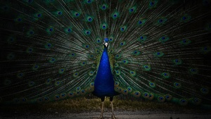 Peacock, Peafowl, Zoo, Dark, 4K wallpaper