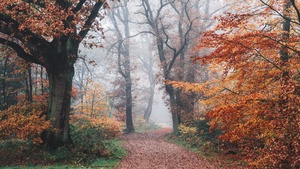 Autumn, Forest, Fall Foliage, Trees, Foggy, Morning, 4K wallpaper