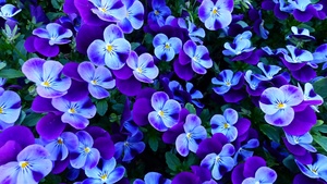 Pansy flowers, Violet flowers, Garden, Spring, 4K wallpaper