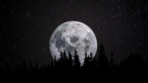Full moon, Forest, Night, Dark, Starry sky, 4K wallpaper
