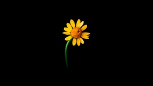 Sunflower, Lonely, Black background, 4K wallpaper