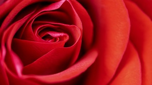 Red Rose, Macro, Closeup, Bloom, Blossom, 4K wallpaper