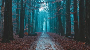 Fall Foliage, Path, Forest, Morning, Scenic, Atmosphere, 4K wallpaper