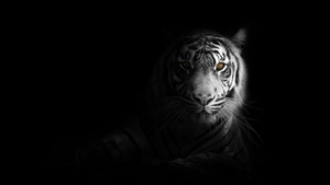 White tiger, Dark aesthetic, Bengal Tiger, Black background, 4K wallpaper