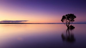 Lone tree, Sunset, Horizon, Dawn, Ocean, 4K wallpaper