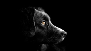 Black dog, Cute puppies, Black background, Dark, AMOLED, 4K wallpaper