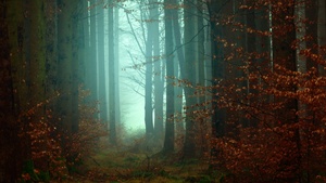 Forest, Mist, Fall, Autumn, Foggy, Morning, Atmosphere, Mist, 4K wallpaper
