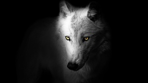 Wolf, Black background, Wild, 4K wallpaper
