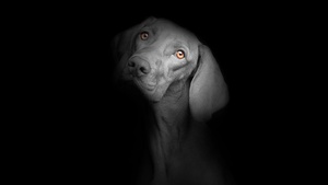 Black dog, Black background, Dark, AMOLED, Cute puppies, Cute dog, 4K wallpaper