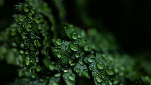 Leaves, Rain drops, Dark, Plant, Droplets, 4K wallpaper
