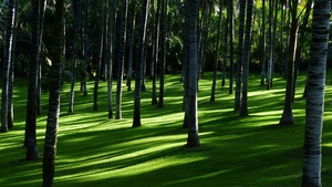 Green Grass, Trees, Woods, Daylight, Forest, Landscape, 4K wallpaper