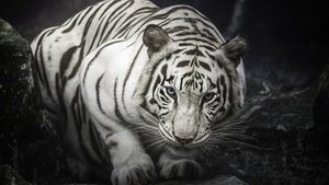 White Bengal Tiger, Monochrome, Rocks, Staring, White tiger, Black and White, 4K wallpaper