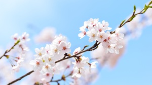 Cherry flowers, Cherry blossom, Spring, Plant, Branches, 4K wallpaper