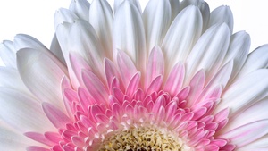 Gerbera Daisy, Daisy flower, White flower, White background, 4K wallpaper