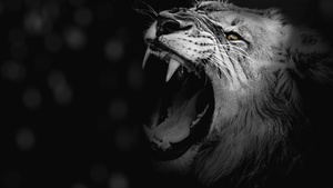 Lion, Monochrome, Roaring, African, Predator, Black and White, 4K wallpaper