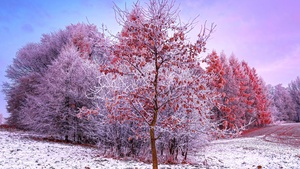 Winter, Trees, Snow covered, Aesthetic, Poland, Frosted trees, 4K wallpaper