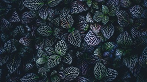 Leaves, Plant, Botanical garden, Pattern, 4K wallpaper