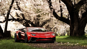 Lamborghini Aventador SV, Cherry blossom, Spring, 4K wallpaper