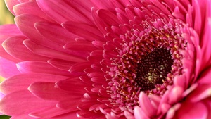Gerbera Daisy, Pink Daisy, Daisy flower, Pink flower, 4K wallpaper
